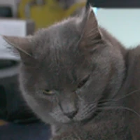 Matthias Springstein's profile picture