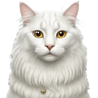 Qihan Wang's profile picture