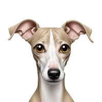 Choong Jun Jin's profile picture