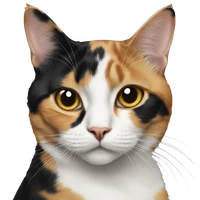 Yukiko Yoshimoto's profile picture