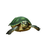 Solomon Sapiro's profile picture