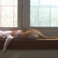 Chenxi Li's profile picture