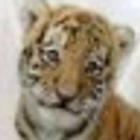 Derek Harmon's profile picture