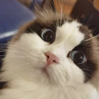 Zhang's profile picture