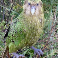 Nattawut Sinsawaisong's profile picture